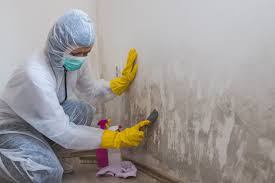 Trusted Grove City, OH Mold Removal Experts